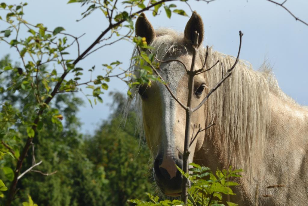 Tihuse Horsefarm B&B Liiva  Номер фото