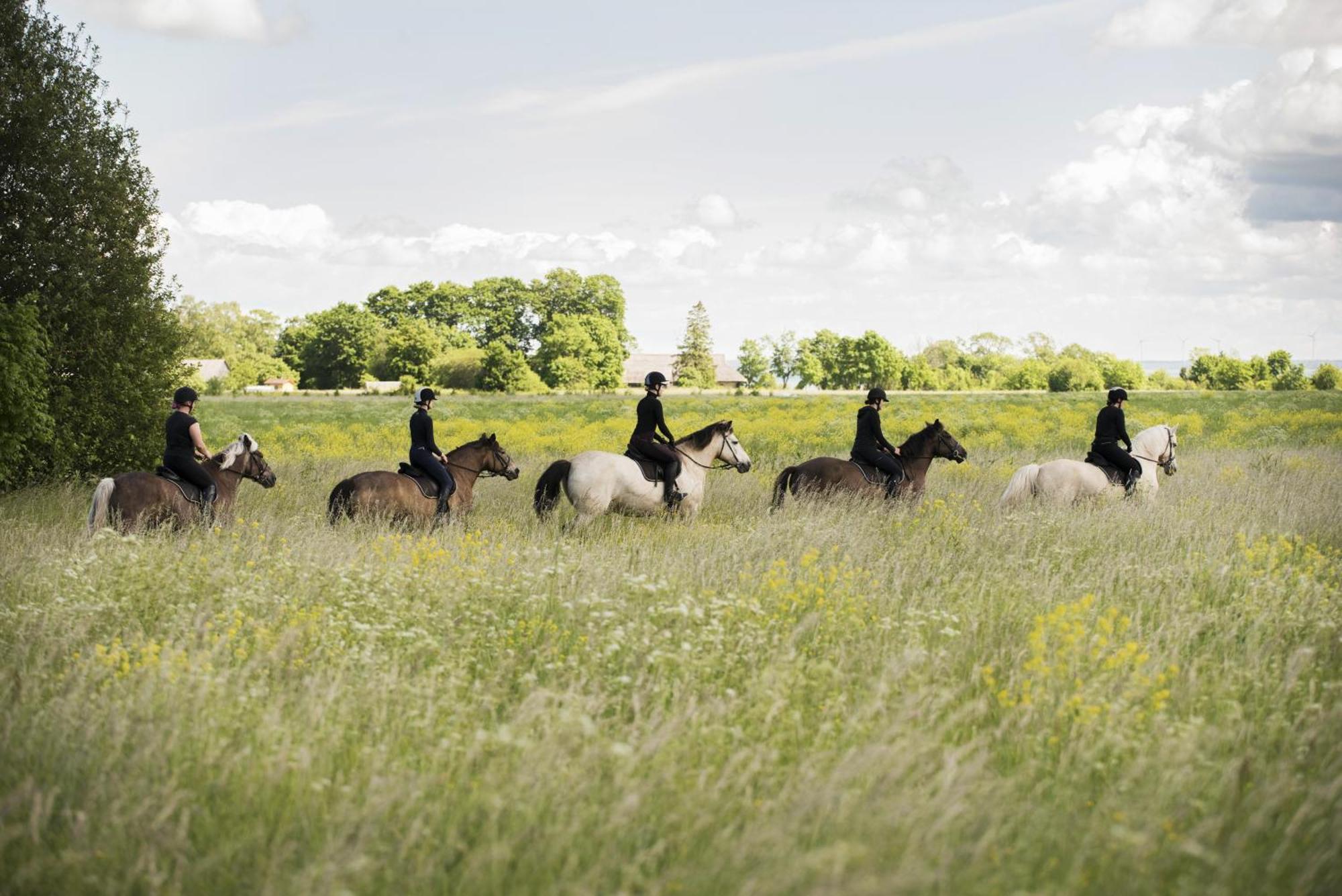 Tihuse Horsefarm B&B Liiva  Экстерьер фото